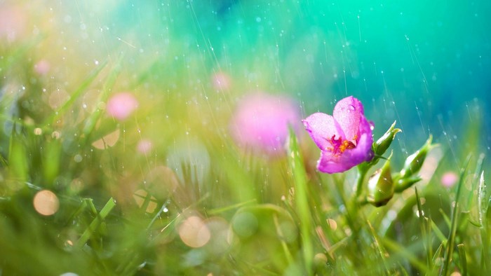 Purple flower in the rain