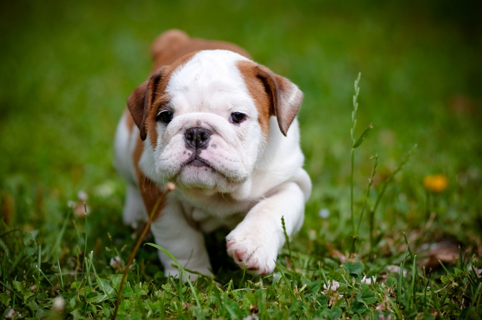 Cute Bulldog Puppy Walking on Grass