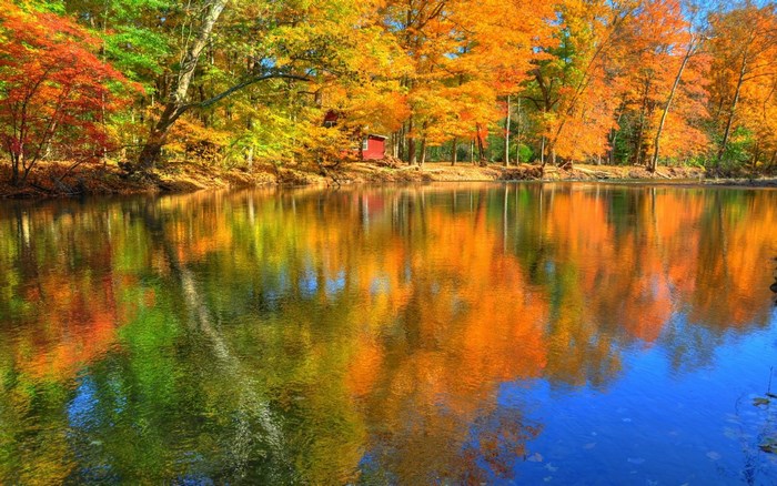 Autumn trees reflecting in a lake