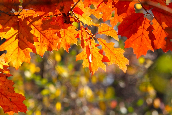 Autumn Oak Leaves