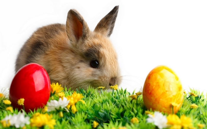 Easter bunny with painted eggs in grass