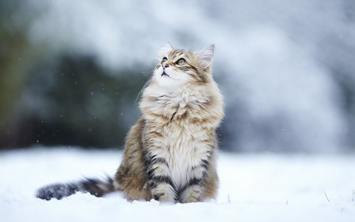 A fluffy cat sits in the snow