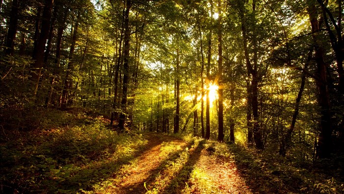 Sunlight filtering through a forest path