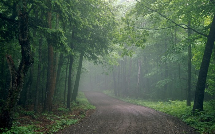 Forest road with trees and fog