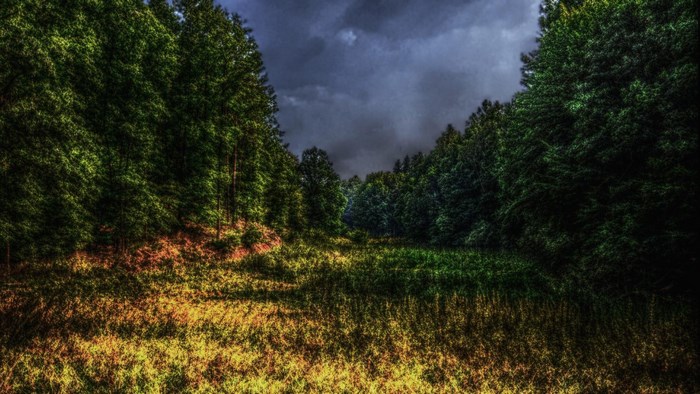 Forest path with dark clouds
