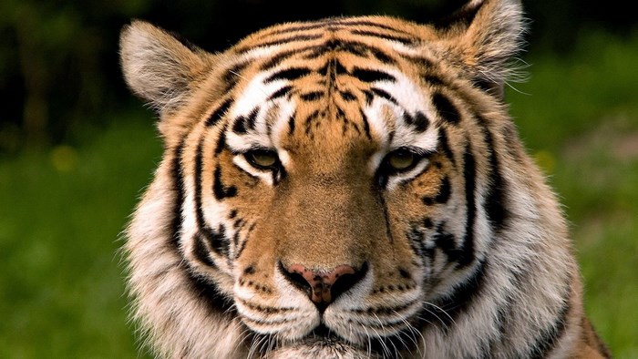 Close-up of a tiger's face