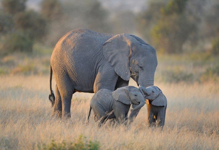 Mother elephant with two babies in a field