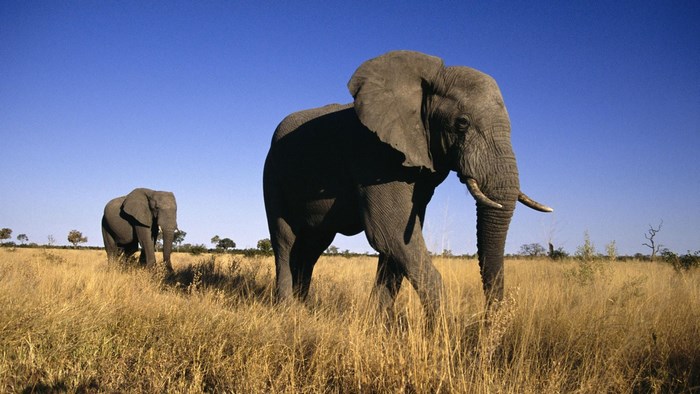 Two elephants in a dry grassy field