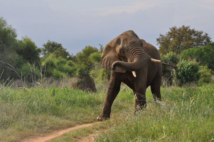 Elephant walking on a dirt path in a grassy field