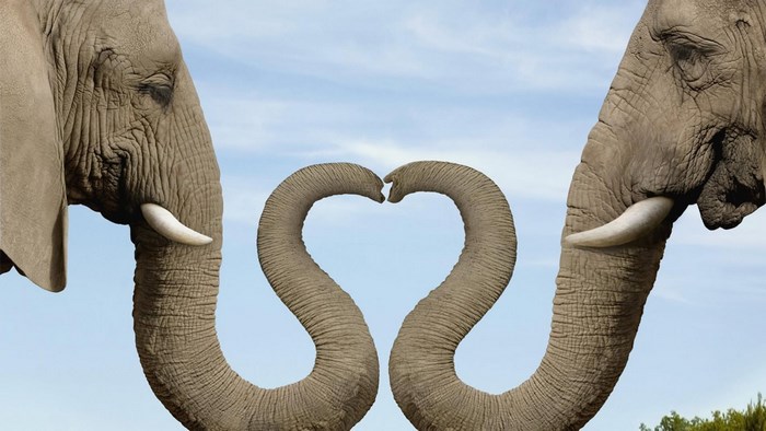 Two elephants forming a heart with their trunks