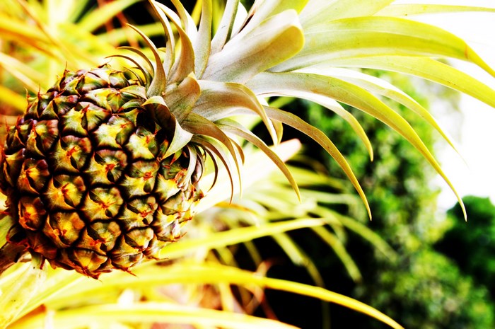 Pineapple growing on a plant
