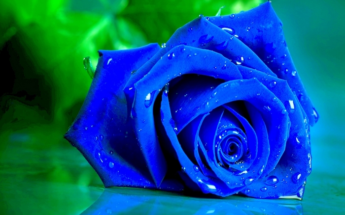 Blue rose with water droplets on petals