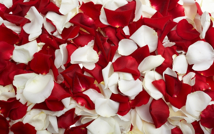 Red and white rose petals