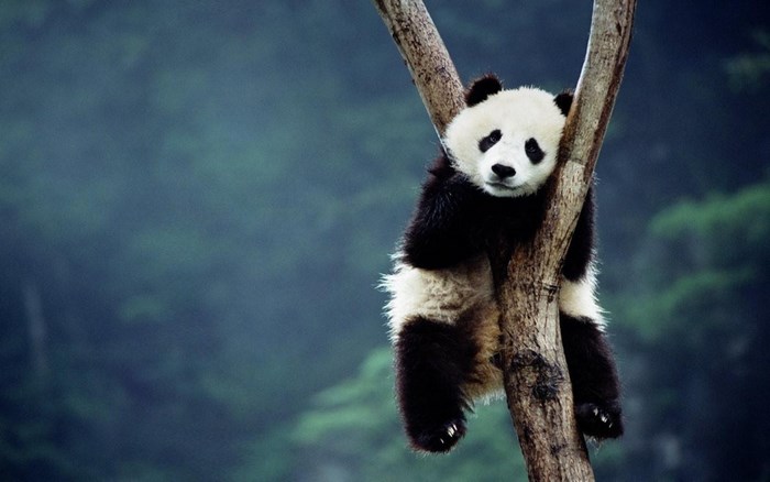 Panda hanging on a tree branch