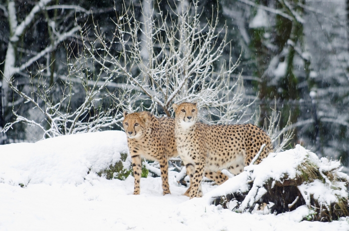 Two cheetahs in a snowy forest