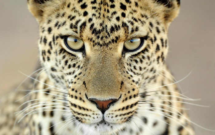 Close-up of a Leopard's Face with Intense Gaze