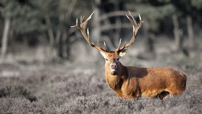 Majestic Red Deer Stag with Large Antlers in Field