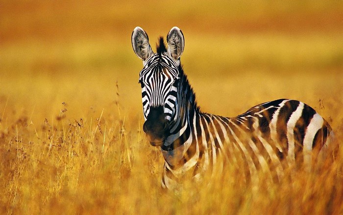 Zebra in tall dry grass