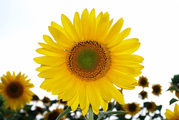 Close-up of a sunflower in a field