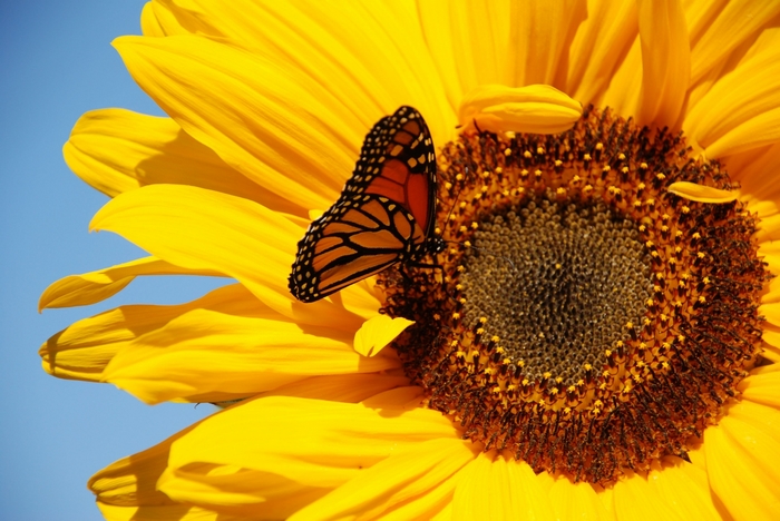 Monarch butterfly on a sunflower