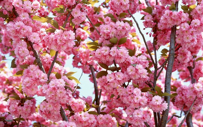 Pink cherry blossoms on branches