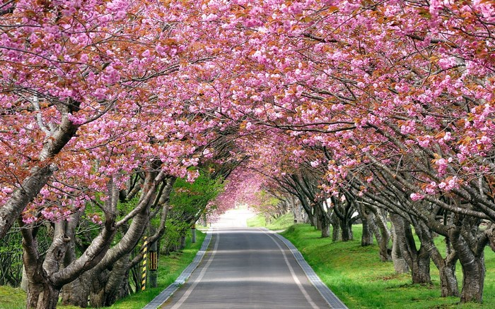 Cherry Blossom Tunnel Road