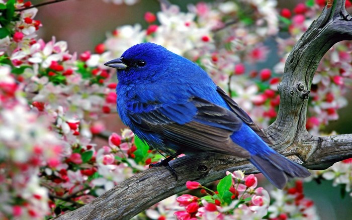Blue bird on a branch with flowers