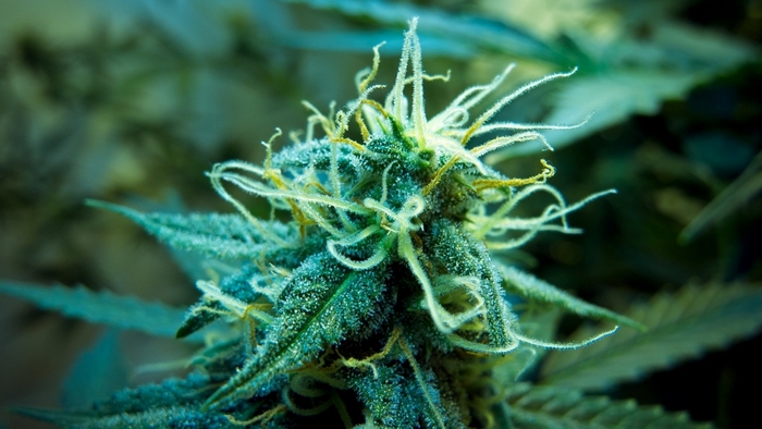 Marijuana bud with trichomes and pistils