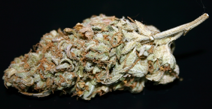 Close-up of a marijuana bud