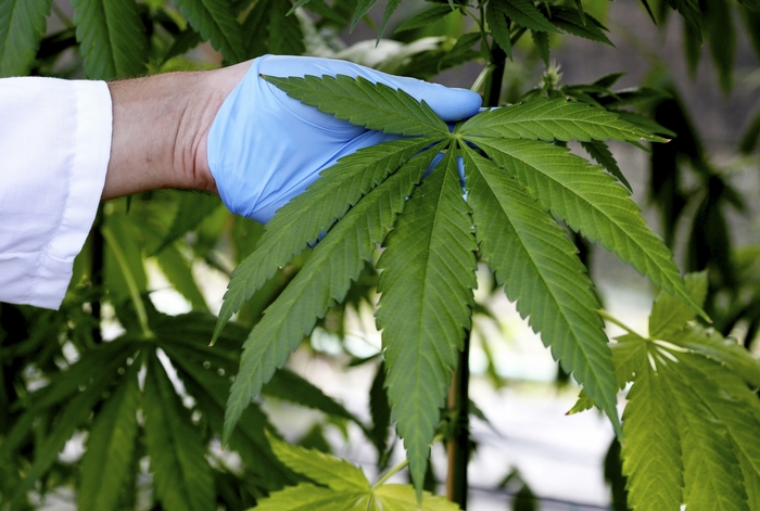 Marijuana leaf examination by scientist