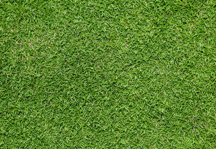 Close-up of green grass texture