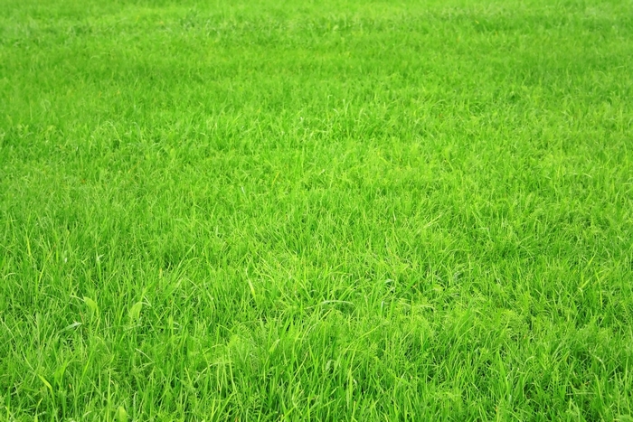 Green grass field