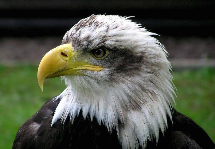 Bald eagle close-up portrait
