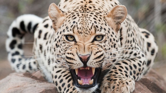 Leopard snarling with mouth open