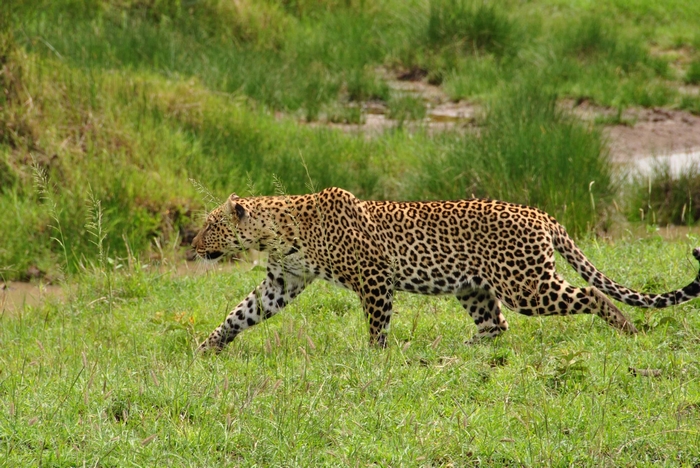 Leopard walking in a grassy field