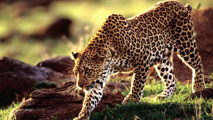 Leopard walking in grassy savanna