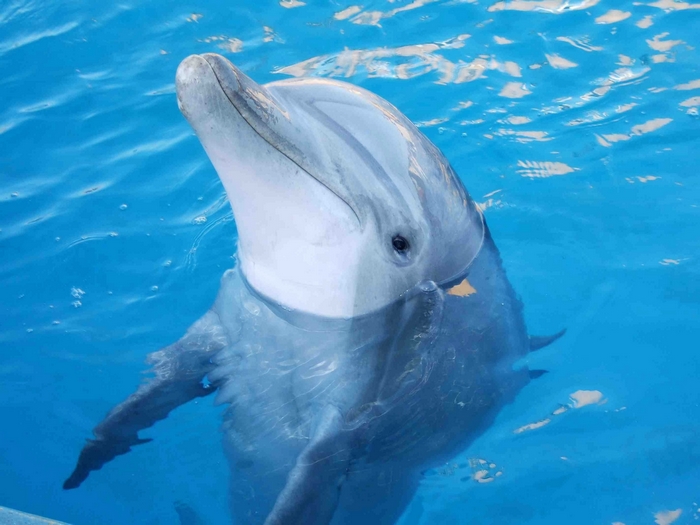 Dolphin swimming in blue water