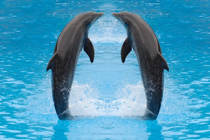 Two dolphins jumping out of blue water