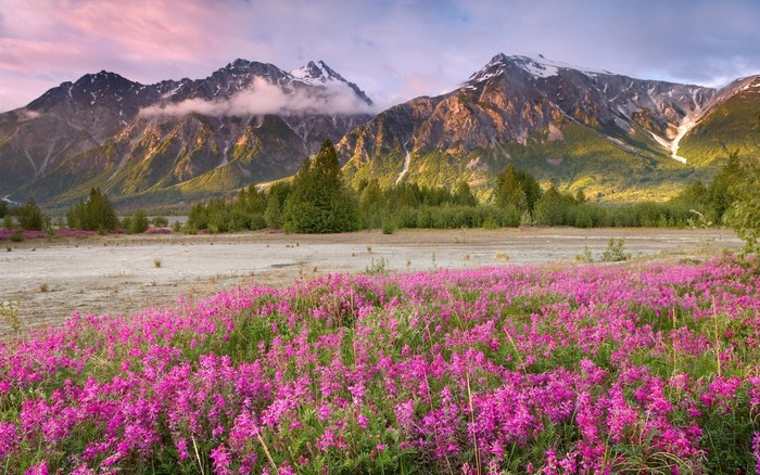 Pink wildflowers in front of mountains at sunrise
