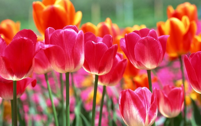 Close-up of pink and orange tulips in spring