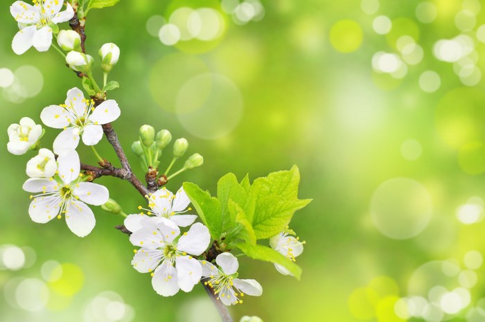 Spring blossoms on a branch with green bokeh background