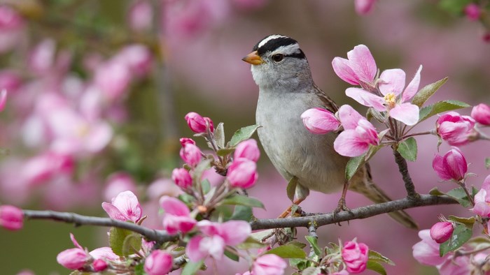White-crowned sparrow on a flowering branch