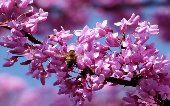 Bee on pink blossoms in spring