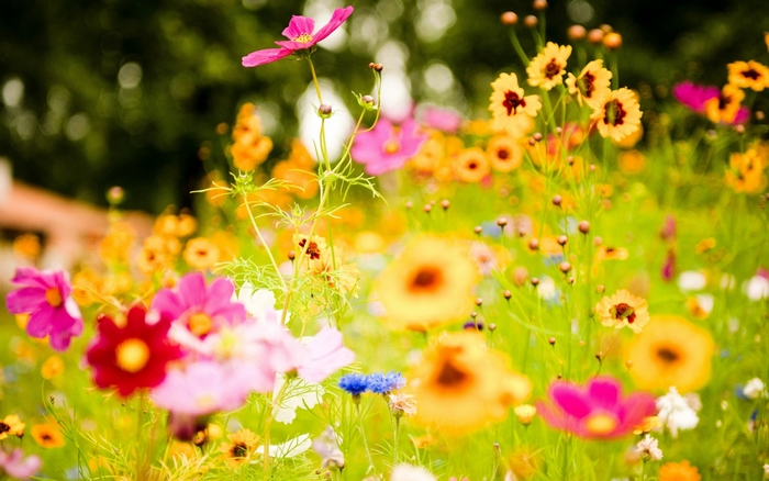 Field of colorful wildflowers in bloom