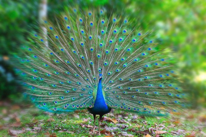 Peacock displaying its tail feathers