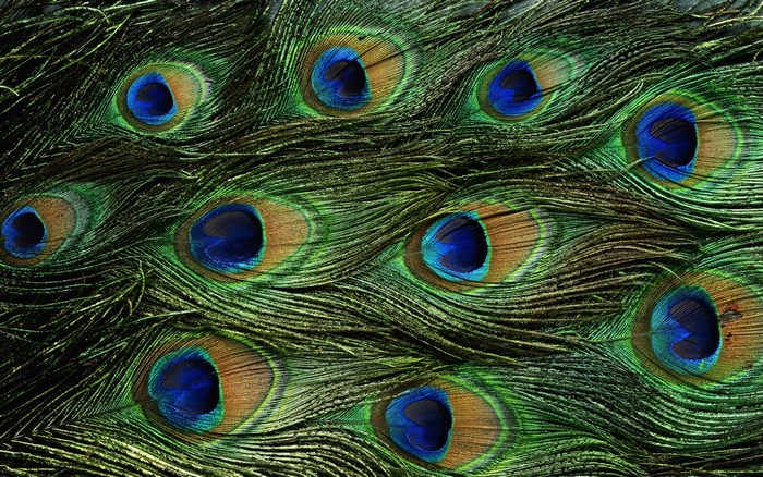Close-up of Peacock Feathers