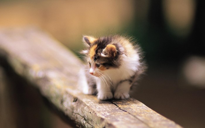 Kitten on a wooden beam