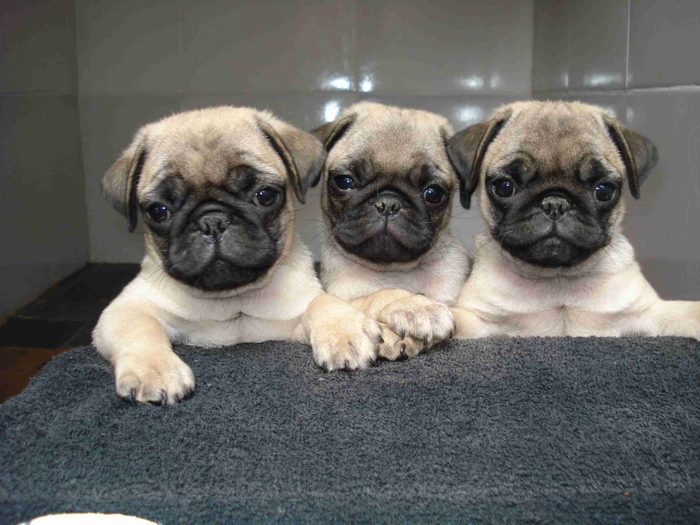 Three Adorable Pug Puppies Together