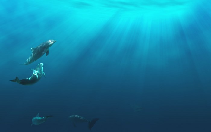 Dolphins swimming in clear blue ocean water