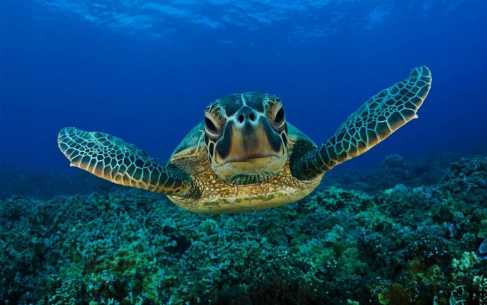 Sea turtle swimming over coral reef underwater